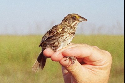 Little bird perched on a hand